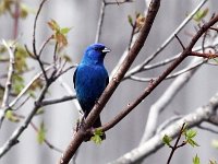 Indigo Bunting